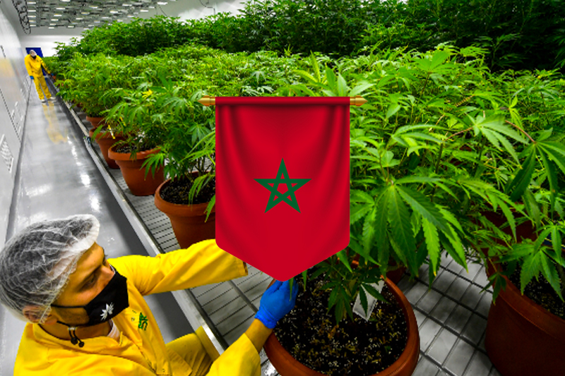 تقنين زراعة القنب الهندي بالمغرب : رافعة للتنمية المهيكلة والواعدة بآفاق جديدة للفلاحين