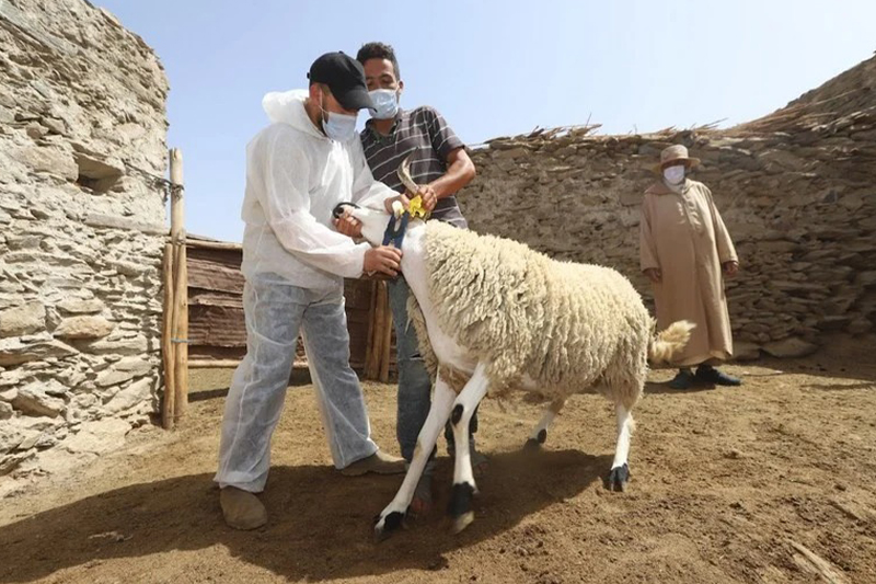  عيد الأضحى 2022 : وزارة الفلاحة تؤكد أن الحالة الصحیة للقطیع الوطني جيدة