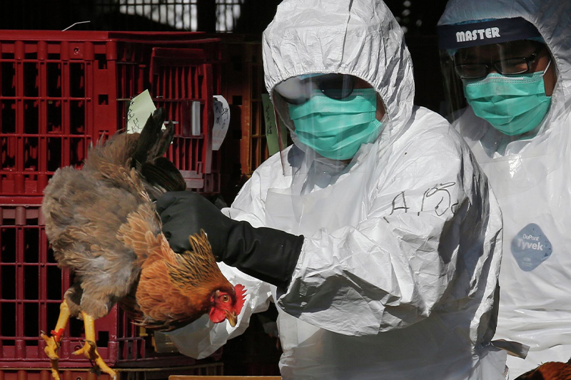  المنظمة العالمية لصحة الحيوان تعلن رصد ست بؤر لتفشي أنفلونزا الطيور بغينيا