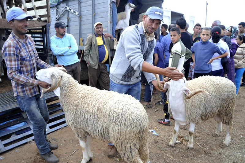  عيد الأضحى 2022 : وزارة الفلاحة تؤكد أن العرض من الأغنام والماعز يفوق الطلب