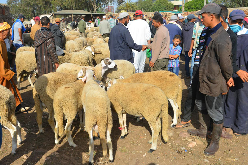 عيد الأضحى 2022 : المدير الجهوي للفلاحة يؤكد أن عرض الماشية بجهة الرباط يفوق الطلب