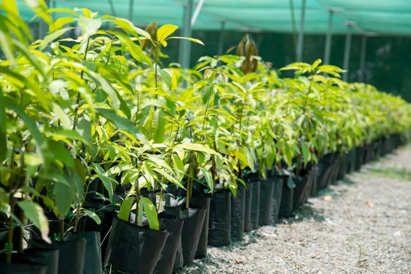 أونسا تمنع استيراد النباتات من الخارج للحفاظ على الرصيد النباتي الوطني