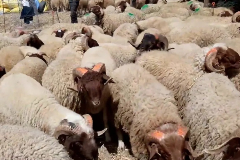  عيد الأضحى 2022 : سوق الماشية بالداخلة يشهد دينامية ووفرةً في العرض