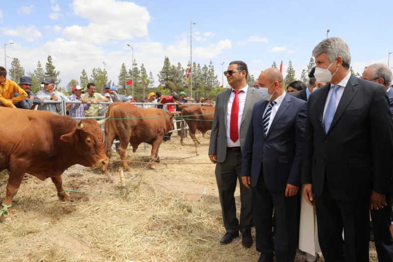  السيد محمد صديقي يعتبر أن الاهتمام بتربية سلالة الأبقار عنصر أساسي في التنمية المحلية