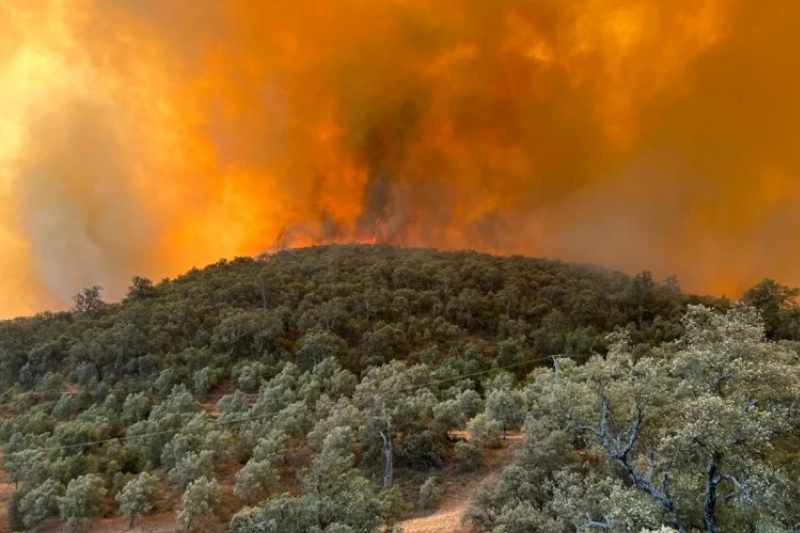  ارتفاع مساحة الحريق الغابوي بغابة باب ازهار بإقليم تازة