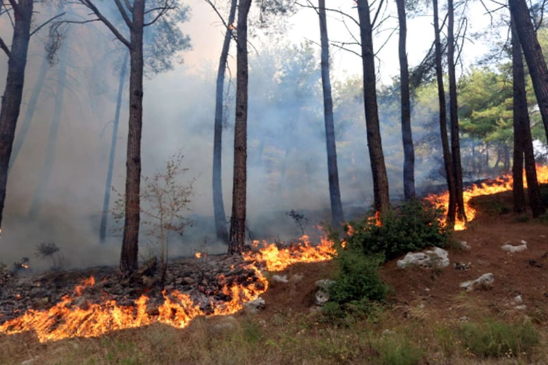  السيطرة على حريق غابة ظهر بنعمر بإقليم بنسليمان