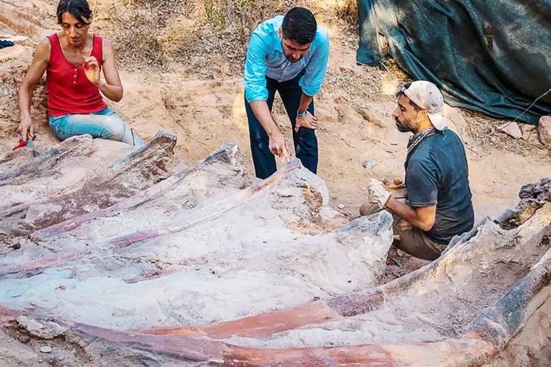  البرتغال : العثور على بقايا ديناصور ضخم من نوع صوروبودا