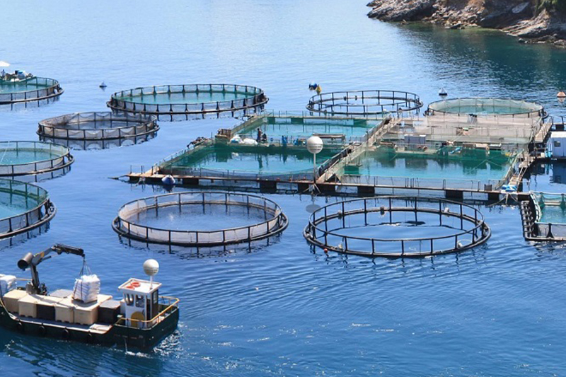  وزارة الفلاحة والصيد البحري تؤكد أن قطاع تربية الأحياء البحرية يضم 60 مزرعة