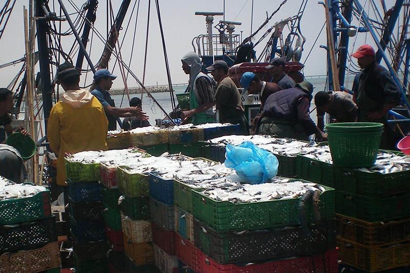  ميناء آسفي يسجل ارتفاعاً كبيراً في الكميات المفرغة من منتجات الصيد الساحلي والتقليدي