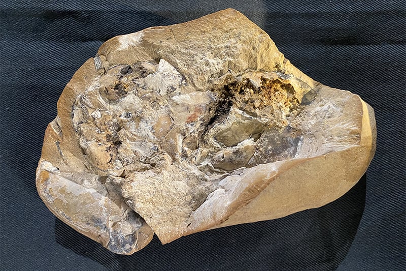اكتشاف أقدم قلب في العالم في حفرية عمرها 380 مليون