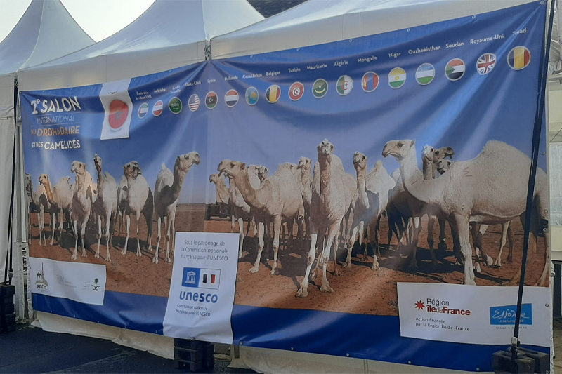 المغرب ضيف شرف المعرض الدولي للإبل 2022