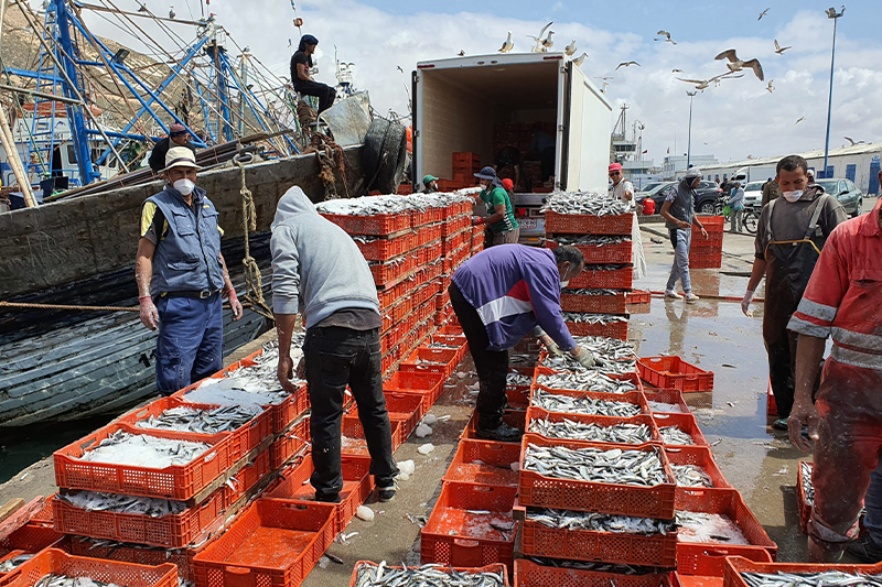  قطاع الصيد البحري يتخذ إجراءات لضمان الاستغلال للأسماك السطحية بالمغرب