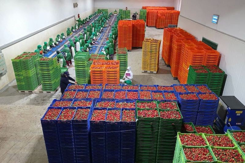  تقرير أمريكي يسلط الضوء على مؤهلات قطاع الفواكه بالمغرب
