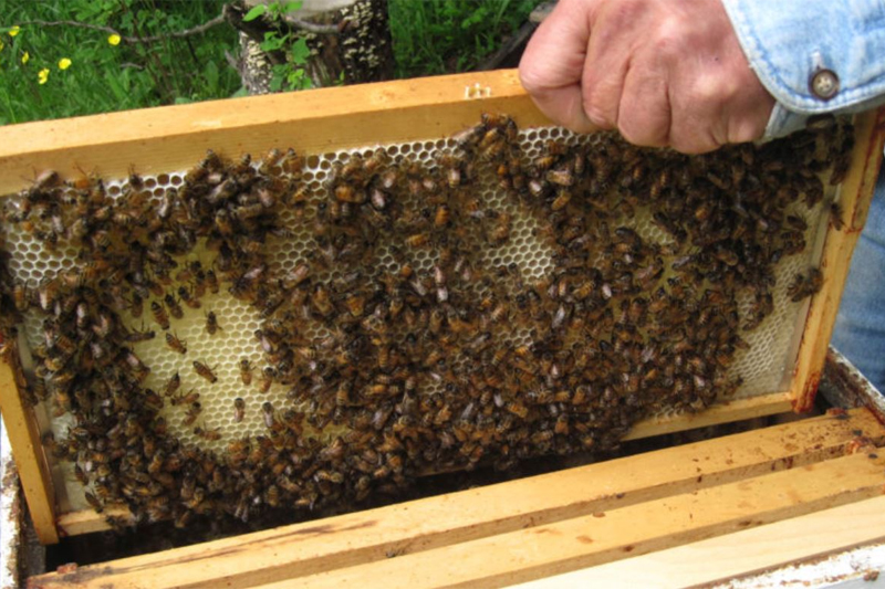  الفدرالية المهنية المغربية لتربية النحل تشيد بإعادة تصنيف تربية النحل كنشاط فلاحي