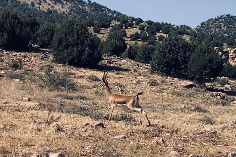 إطلاق 12 غزالا بربريا بالمنتزه الوطني لإفران