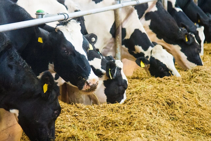  الموسم الفلاحي 2023 : اتخاذ تدابير للتخفيف من آثار ارتفاع أسعار أعلاف الماشية