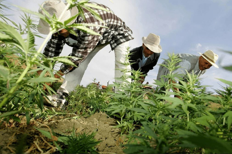  إقليم شفشاون: ترتيبات لإعطاء انطلاقة موسم زراعة القنب الهندي المقنن