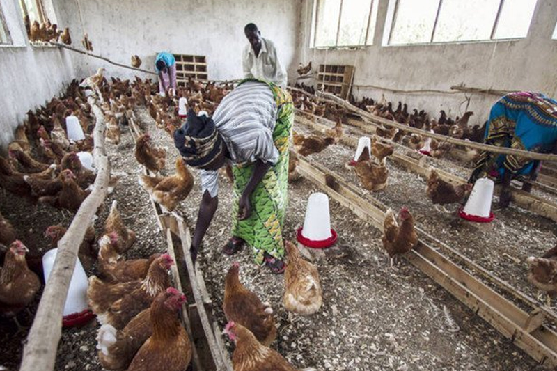 موريتانيا تعلن عدم تسجيل إصابات بإنفلونزا الطيور وترفع مستوى اليقظة