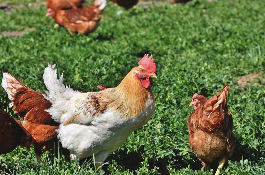 لجنة مراقبة الأسعار تتفقد إنتاج البيض في إقليم الرحامنة لضمان الجودة والسلامة الصحية