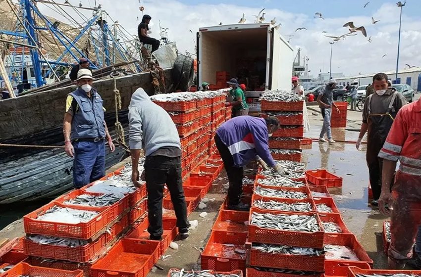  زيادة ب23% في كمية الأسماك المفرغة بميناء طانطان