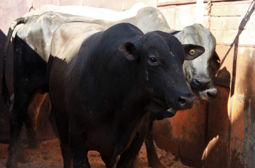  وزير الفلاحة: الأبقار المستوردة من البرازيل من الأصناف الممتازة ويتم تسويقها على الصعيد العالمي