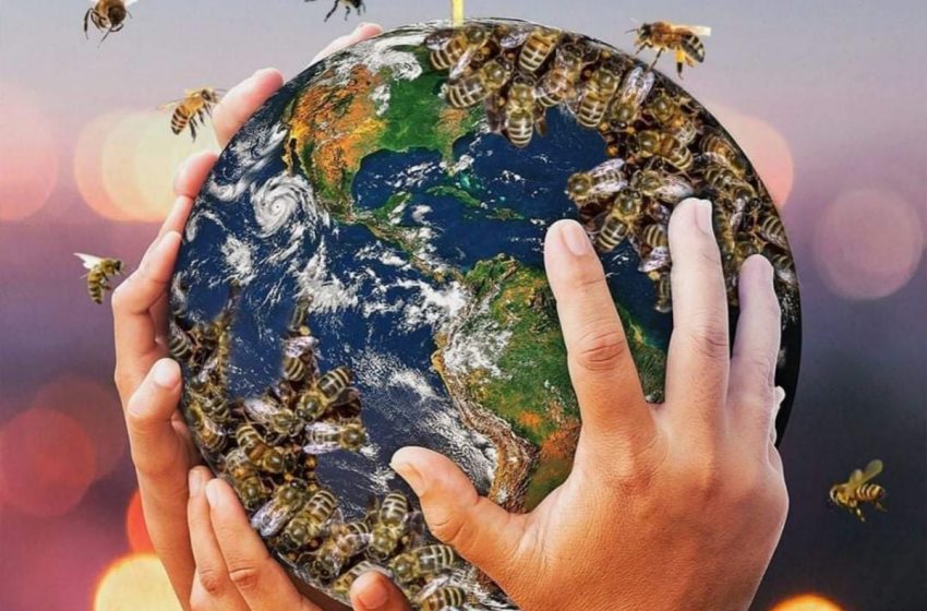  اليوم العالمي للنحل: خبير يدعو إلى إرساء ثقافة حقيقية لتربية النحل بالمغرب