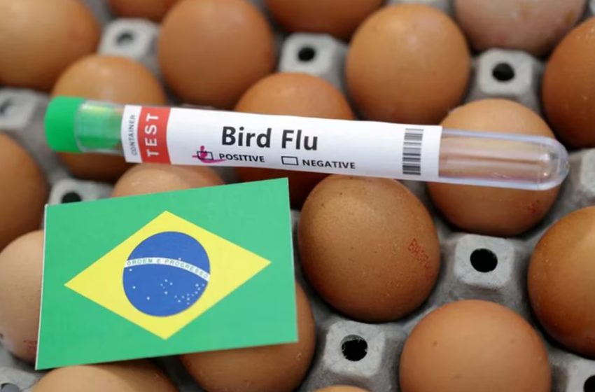 البرازيل تعلن حالة الطوارئ الصحية عقب تسجيل خمس إصابات بأنفلونزا