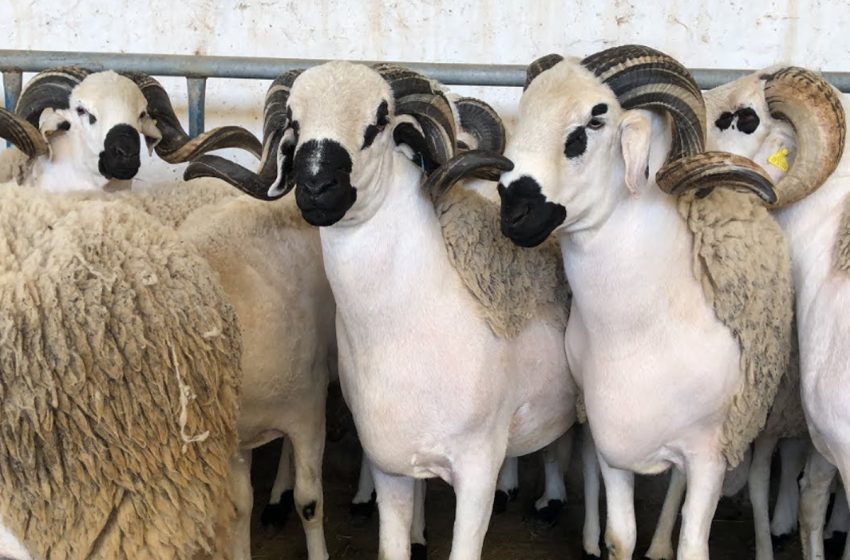  الصردي خروف الشاوية الذي تسيد سوق الأضاحي بالمغرب
