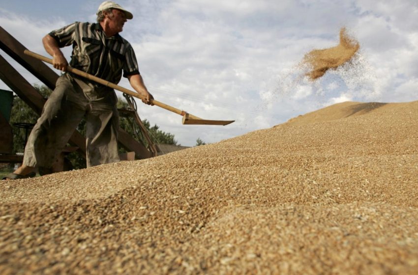  منحة لاستيراد 25 مليون قنطار من القمح اللين