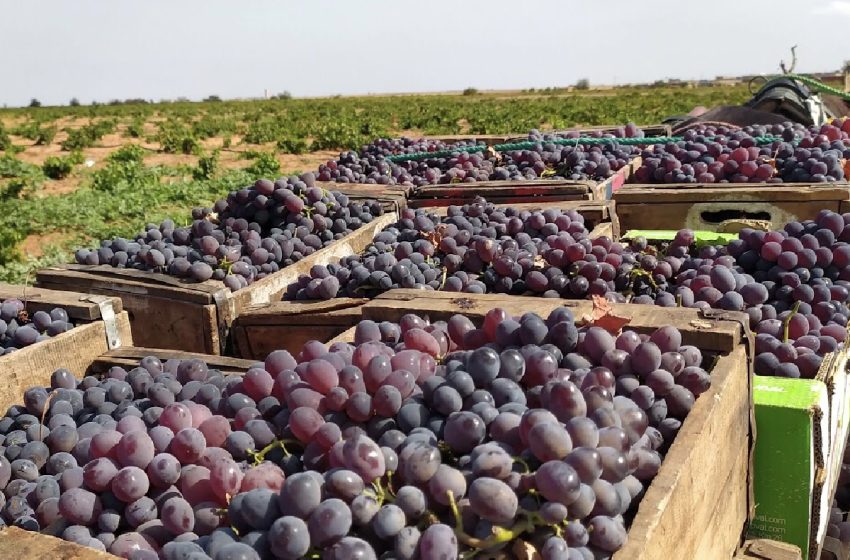  تحويل زراعة العنب في منطقة سيدي بنور نتيجة التغيرات المناخية وندرة المياه