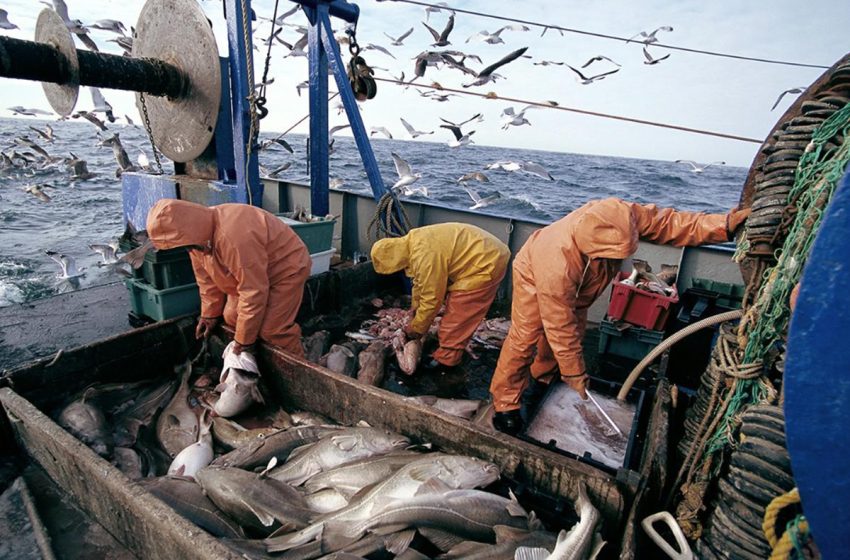 إنخفاض كميات الصيد الساحلي والتقليدي المفرغة بـ 17 في المائة