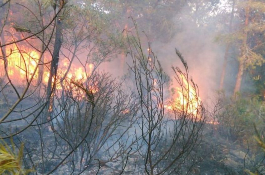  تحويط حريق غابة كاب سبارتيل بنسبة تناهز 85 في المائة