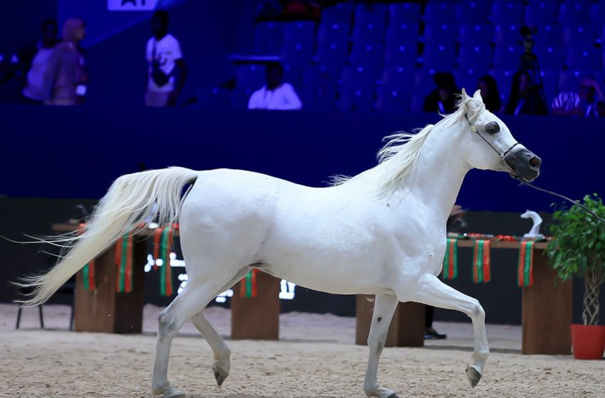  معرض الفرس 2023: الحصان جيان دي نوتيك يفوز بالميدالية الذهبية لجمال الخيول العربية الأصيلة