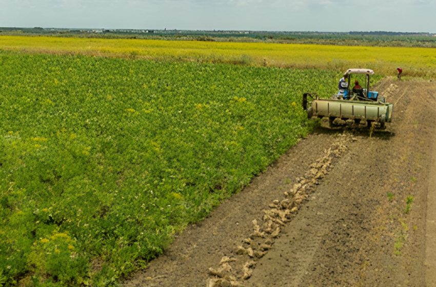 الفيديرالية البيمهنية المغربية للسكر تحصل على دعم مالي إضافي لفائدة فلاحي السلسلة السكرية المغربية