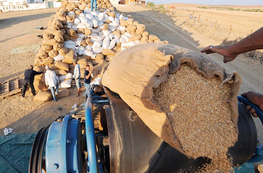  المكتب المهني للحبوب والقطاني: إحداث نظام للتعويض عند استيراد القمح اللين