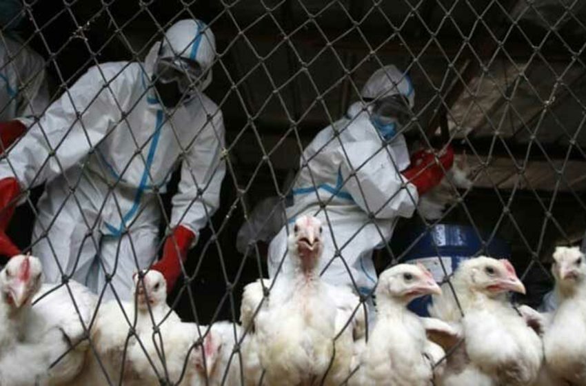  رصد سلالة شديدة العدوى من فيروس أنفلونزا الطيور بالنيجر