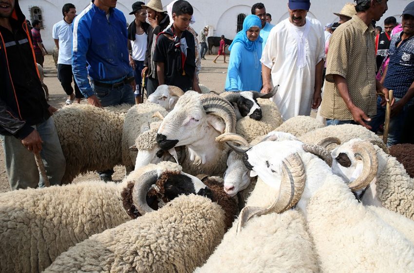  المكتب المهني للحبوب والقطاني: تسجيل طلبات استيراد الأغنام إلى غاية 5 أبريل