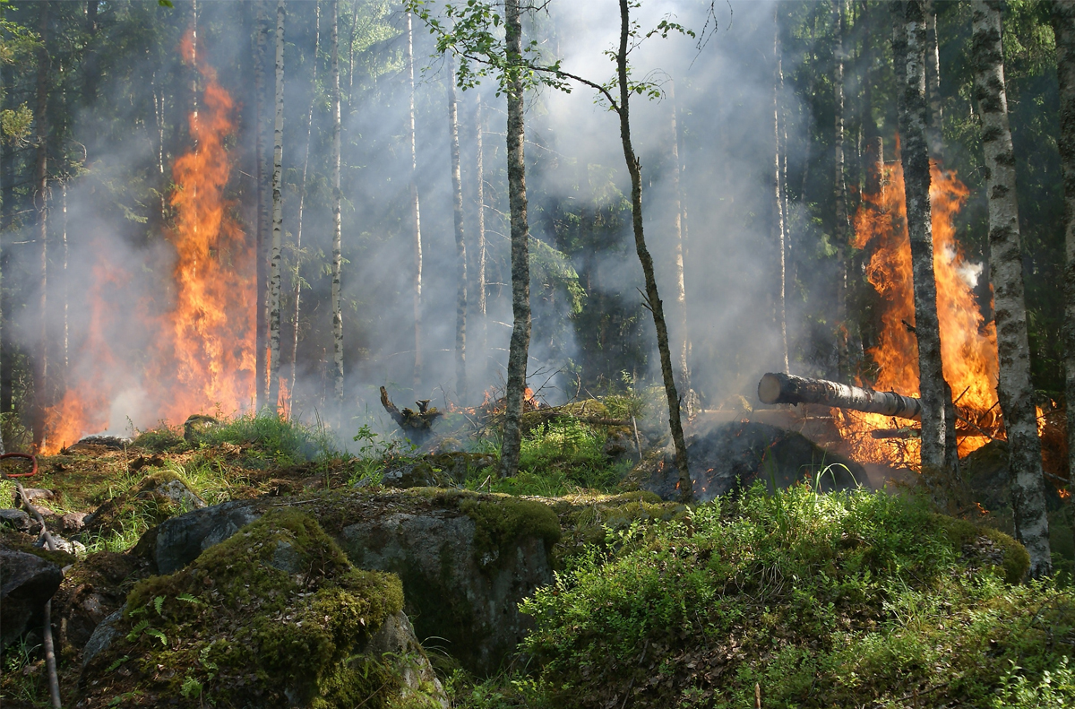 موسم حرائق الغابات لعام 2023 من بين الأسوأ في تاريخ الاتحاد الأوروبي