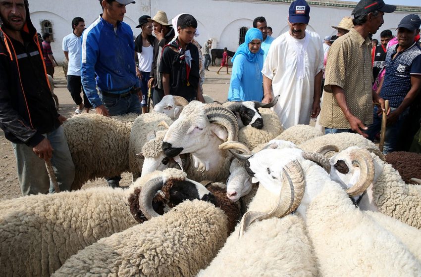  رئيس المجلس العلمي للرباط: شعيرة عيد الأضحى سنة مؤكدة مقرونة بالاستطاعة