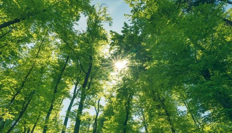  الغابات إرث وطني يتعين الحفاظ عليه للأجيال الحالية والمقبلة (السيد هومي)