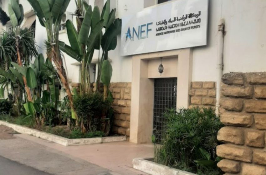  الوكالة الوطنية للمياه والغابات تنفي إتلاف شتلات الصنوبر بإقليم الناظور