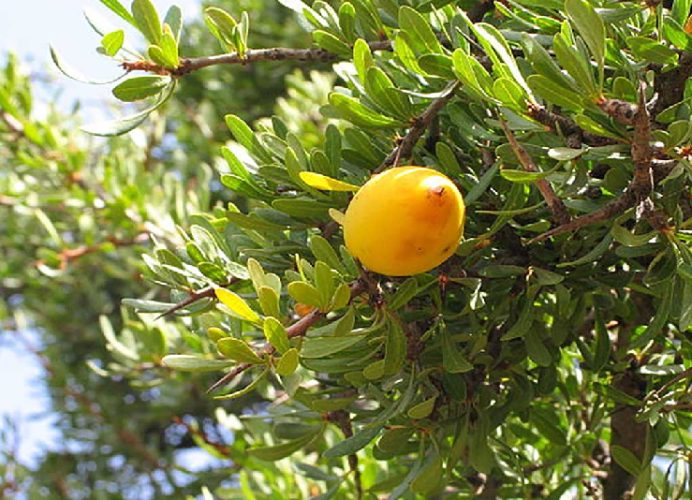 المغرب يحتفي باليوم العالمي لشجرة الأركان كرافعة للتخفيف من آثار التغيرات المناخية