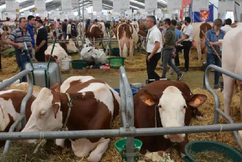قمة تربية المواشي في كليرمون-فيران.. الجناح المغربي، ضيف الشرف، “سيكون الأكبر” في المعرض (منظمون)