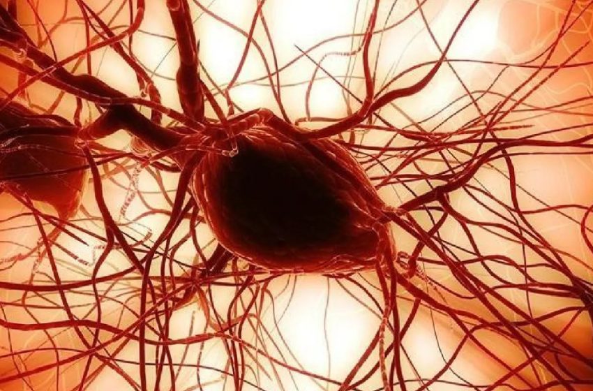 إعادة برمجة خلايا الدم إلى خلايا جذعية مستحثة متعددة القدرات يفتح آفاقا واسعة في مجال العلاج الشخصي والبحث العلمي (صابر بوطيب)