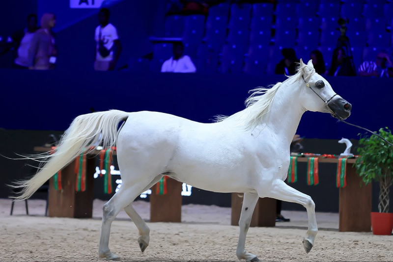 الدورة ال16 لمعرض الفرس للجديدة تستضيف المباراة الدولية “Title Show” لجمال الخيول العربية الأصيلة