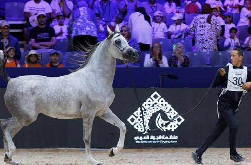 كأس مربي الخيول العربية الأصيلة بالمغرب .. الحصان “ن هاد بوزنيقة” والفرس “ذروة بوزنيقة” يفوزان بالميدالية الذهبية
