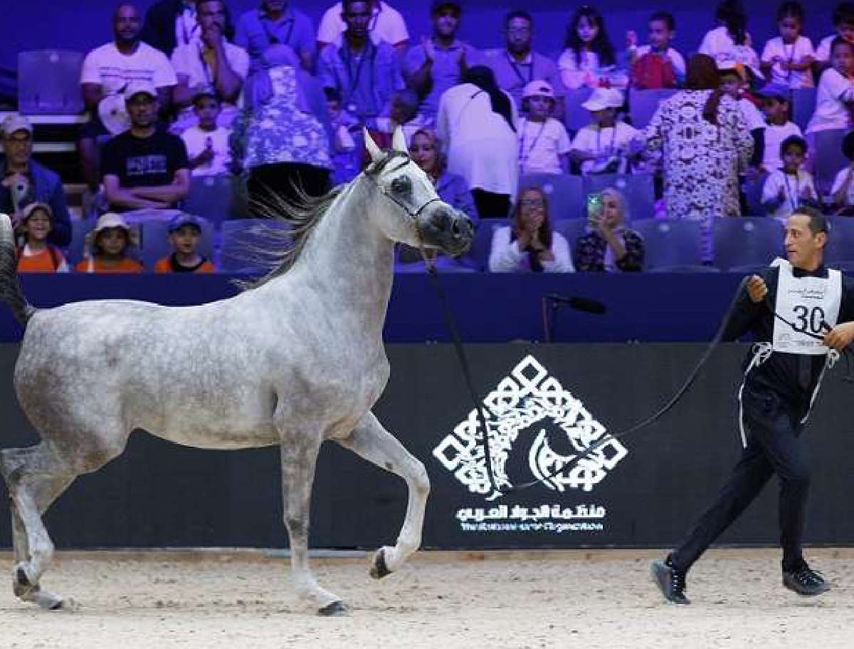 كأس مربي الخيول العربية الأصيلة بالمغرب .. الحصان “ن هاد بوزنيقة” والفرس “ذروة بوزنيقة” يفوزان بالميدالية الذهبية