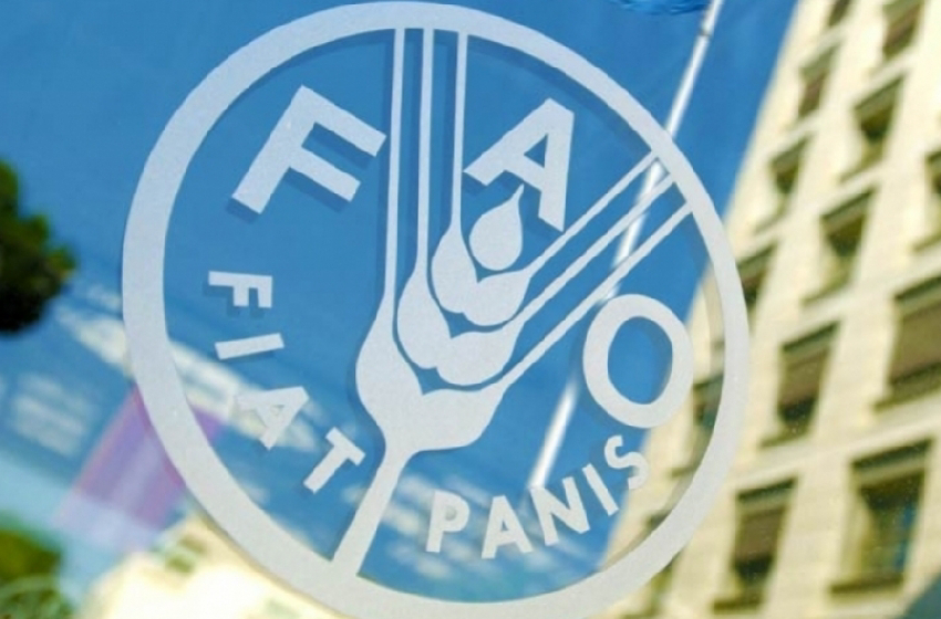 طفيف في أسعار المواد الغذائية على الصعيد العالمي الفاو