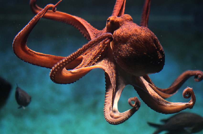 الشتوي لصيد الأخطبوط