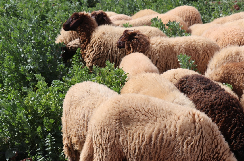 جرادة التساقطات المطرية الأخيرة تنعش المراعي وتعزز آمال الكسابة